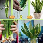 Cómo propagar sansevieria con una sola hoja y hacer que florezca.