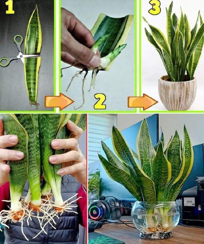 Cómo propagar sansevieria con una sola hoja y hacer que florezca.