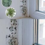 6 plantes d’intérieur qui éliminent naturellement la moisissure noire des salles de bain et des murs