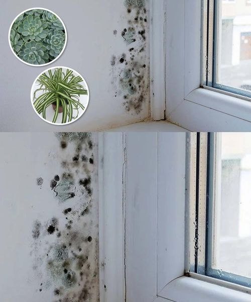 6 plantes d’intérieur qui éliminent naturellement la moisissure noire des salles de bain et des murs