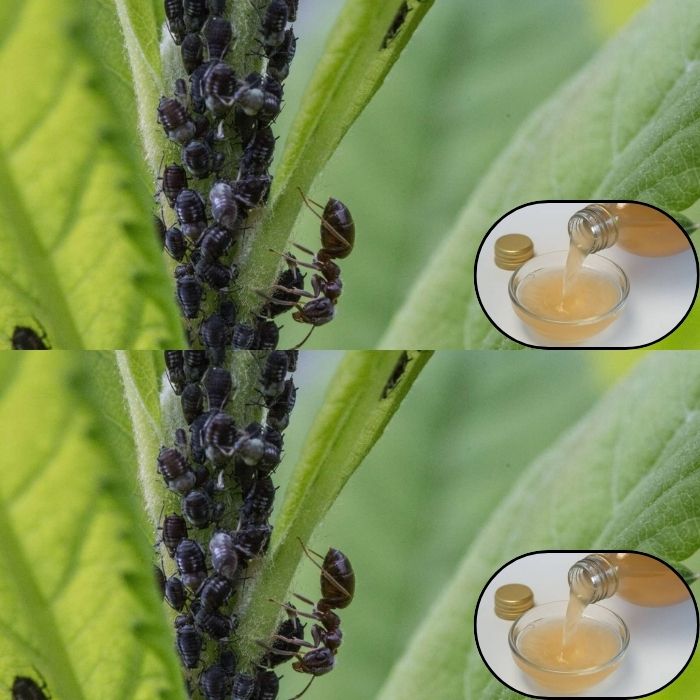 Remedio casero para eliminar los pulgones de las plantas por unos céntimos: está en la cocina