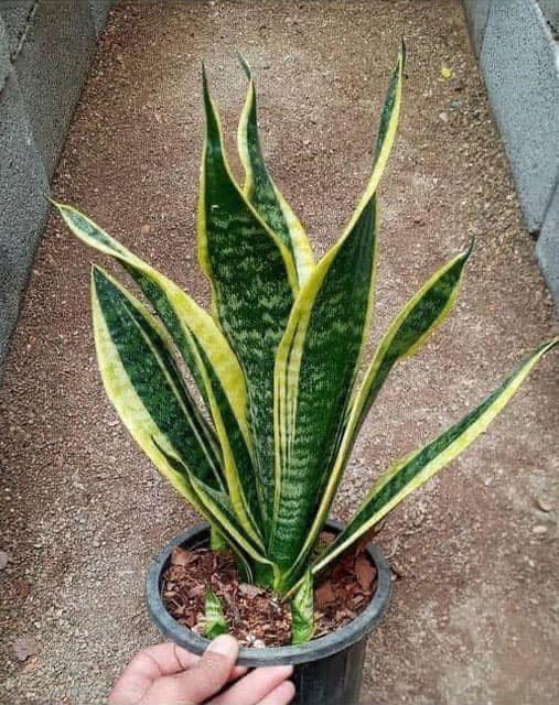 La planta lengua de suegra; esta planta es un tesoro y seguro no sabias