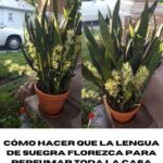 Cómo hacer que la lengua de suegra florezca para perfumar toda la casa