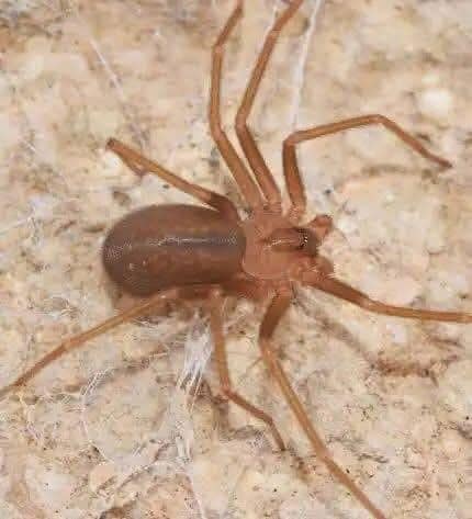 SI ENCUENTRAS ESTE ANIMAL EN TU CASA TIENE UN SIGNIFICADO ESPECIAL