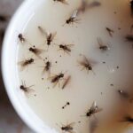 Agregue esta mezcla a su cocina y elimine moscas, mosquitos y otros insectos.