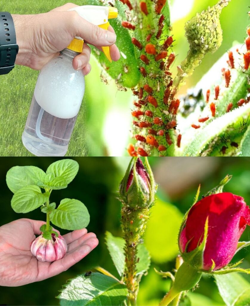 Insecticida casero: rocíalo y te librarás de hormigas, arañas, mosquitos y polillas