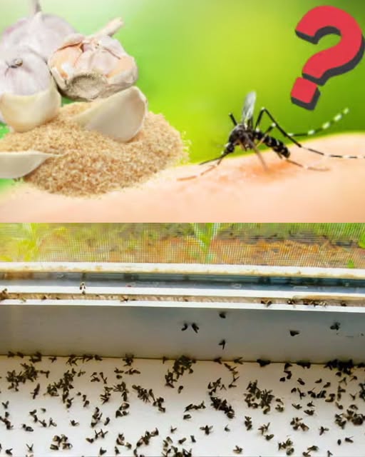 ADIÓS MOSQUITOS EN LA COCINA, EL TRUCO PARA DESHACERSE DE ELLOS DE INMEDIATO