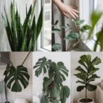 6 increíbles plantas de interior que combaten naturalmente el moho