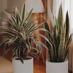 Dracaena y Sansevieria: purificadoras de aire