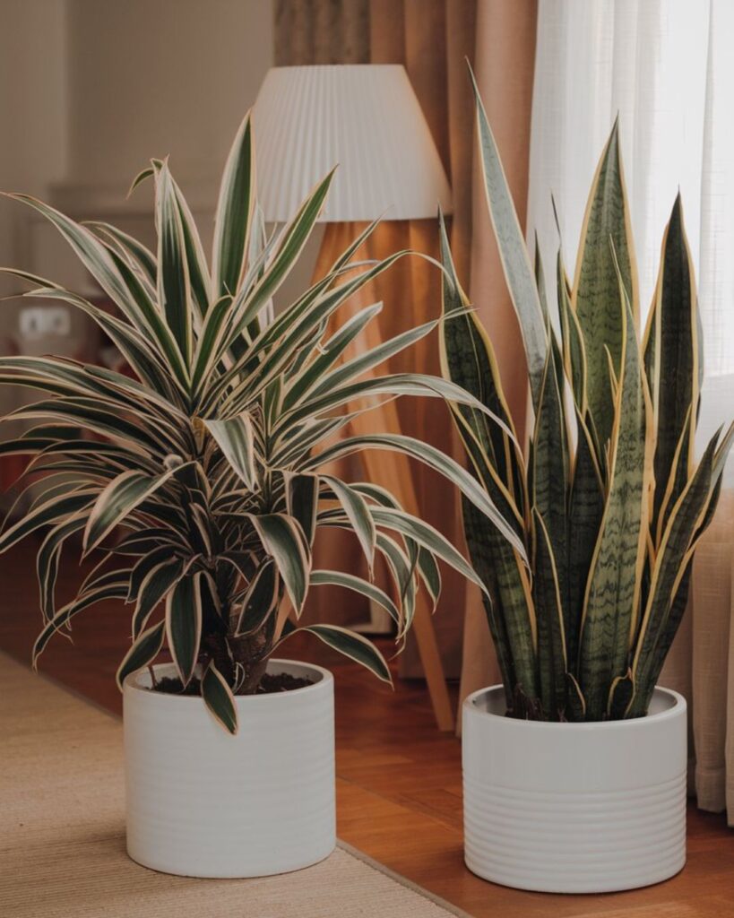 Dracaena y Sansevieria: purificadoras de aire