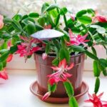 El Secreto Para hacer que tu Cactus Navideño Produzca más Flores