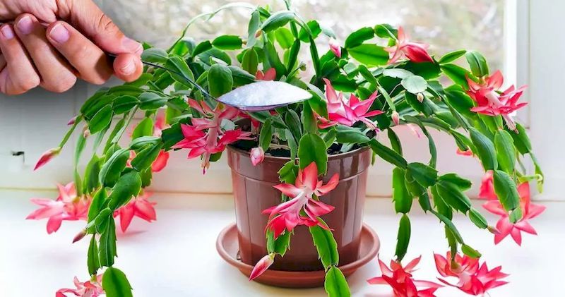 El Secreto Para hacer que tu Cactus Navideño Produzca más Flores