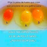 Consejos para elegir huevos de calidad