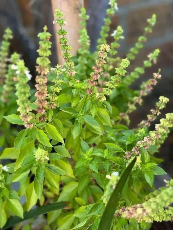 La infusión de esta planta mejora tu vista de forma natural