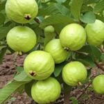 Conoce los beneficios de la guayaba