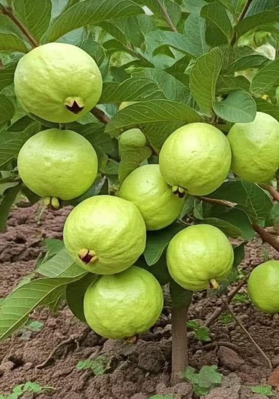 Conoce los beneficios de la guayaba