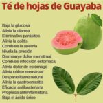 El té de hojas de guayaba es conocido por sus múltiples beneficios para la salud: